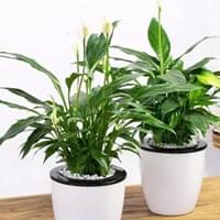 10种净化空气的室内植物，好养又