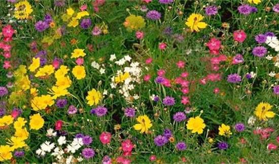 15种庭院观赏植物，你的视界要美翻！