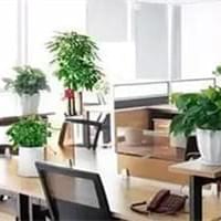 哪些植物适合在办公室绿化摆放？