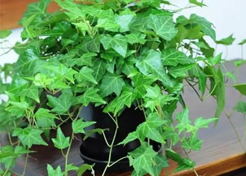 10种净化空气的室内植物，好养又好看