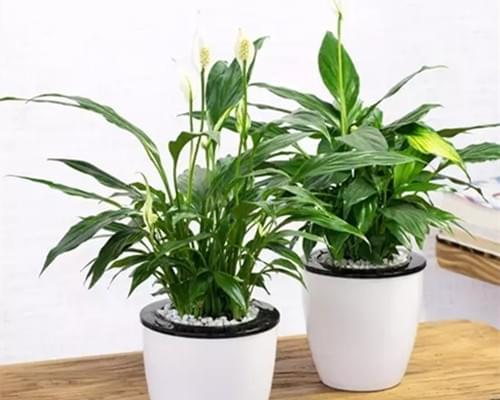 10种净化空气的室内植物，好养又好看
