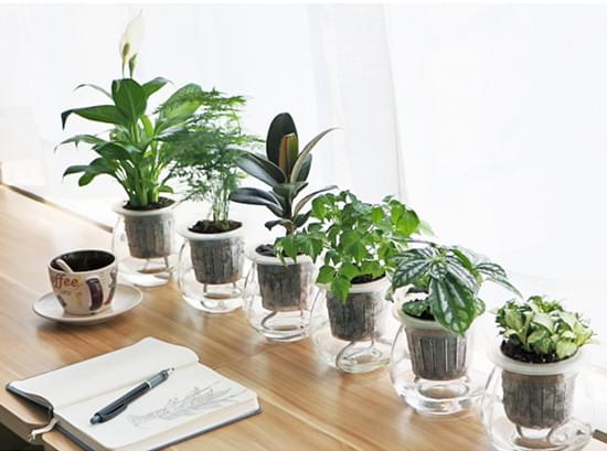 哪些植物适合在办公室绿化摆放?_绿植之家