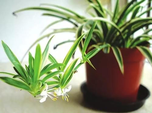 什么植物除甲醛最好？除甲醛植物排行