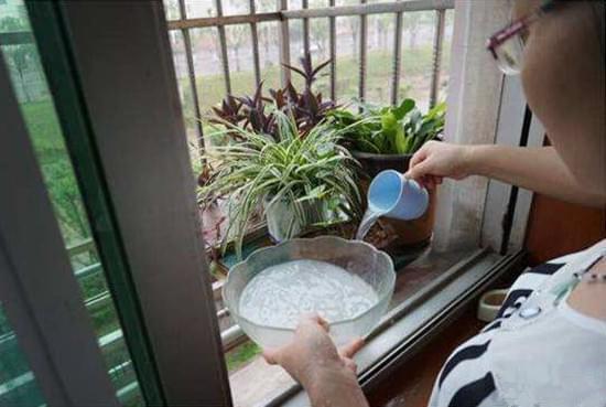 白糖水、红酒、淘米水可以用来浇花吗？