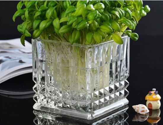 方形水培玻璃花盆,小巧精致 - 绿植之家