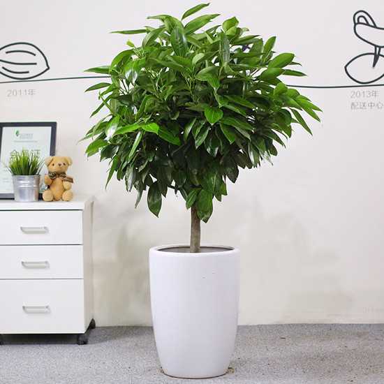 平安树盆栽