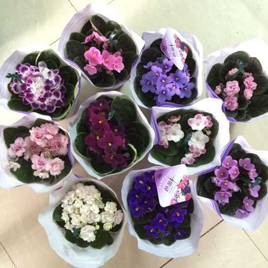 紫罗兰,紫罗兰图片,紫罗兰花,非洲紫罗兰 图片1