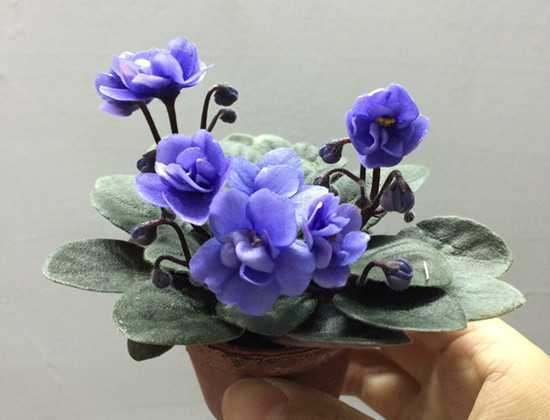紫罗兰,紫罗兰图片,紫罗兰花,重瓣紫罗兰 图片5